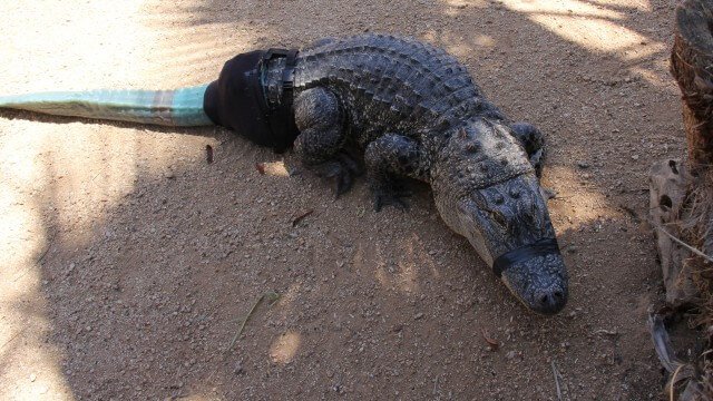 Alligator met prothese