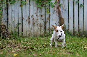 Giardiasis bij honden: wat voor ziekte is het?