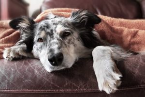 Griep bij honden: symptomen en behandeling
