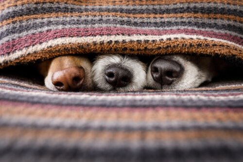 Honden die zich onder een deken verstoppen