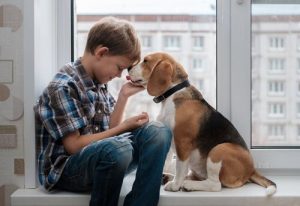 Beagles: Interessante feiten over deze hond