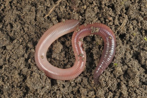 5 Interessante feiten die je niet wist over regenwormen