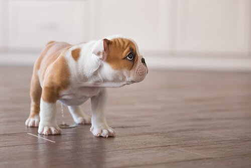 Een puppy die op de vloer plast