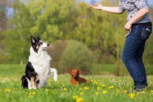 Basisoefeningen om jouw hond te leren gehoorzamen