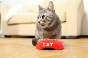 Welke voedingsmiddelen zijn precies giftig voor jouw kat?