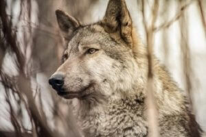 Een roedel wolven
