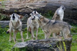 Maak kennis met het gedrag van een roedel wolven