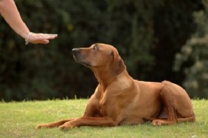 Tips om je hond te trainen