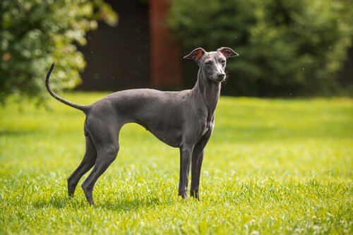 Greyhound in een veld