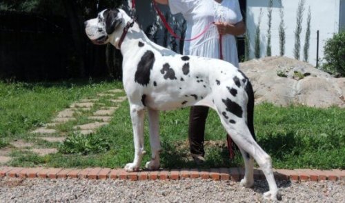 Duitse dog met wobblersyndroom