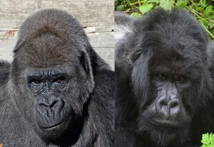 Westelijke gorilla: de grootste primaat ter wereld