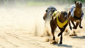 De anatomie van greyhounds: waarom zijn ze zo snel?