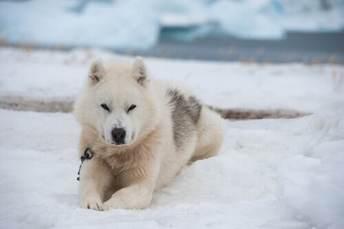 Groenlandse hond in de sneeuw