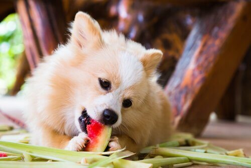 Hond die een watermeloen eet