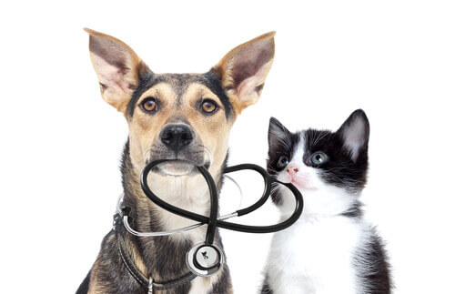Hond en kat met stethoscoop