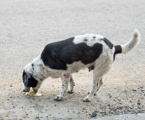 Hond kotst op straat