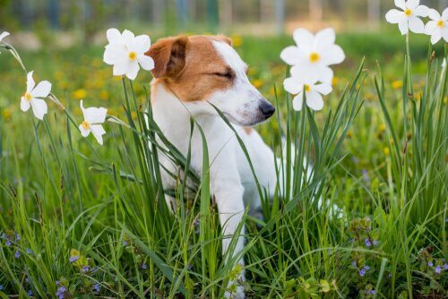 Hond tussen de bloemen