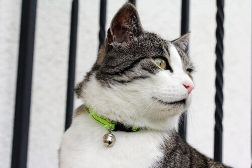 Kat draag groen halsbandje
