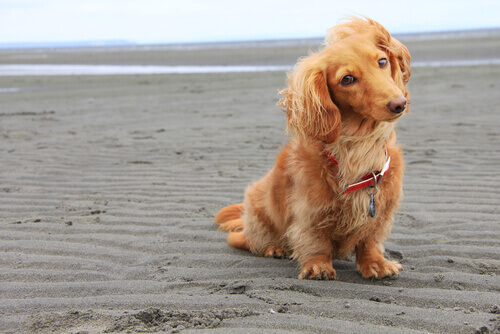 Kleine langharige hond op het strand