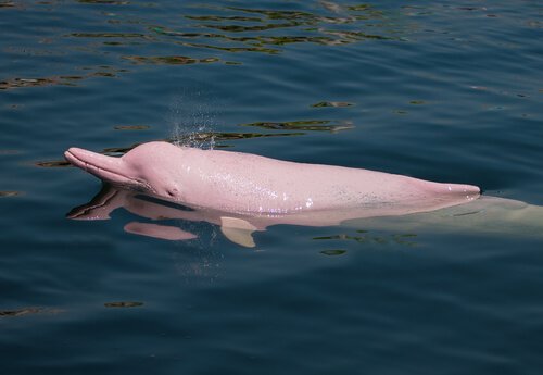 Roze rivierdolfijn blaast lucht