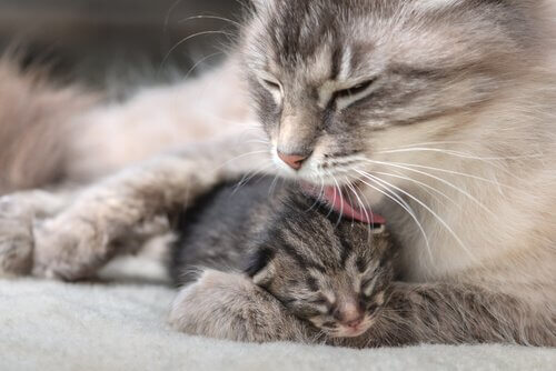 moederpoes likt kitten