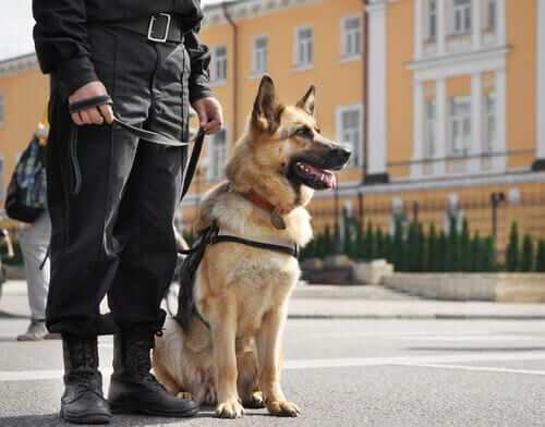 Politiehond naast agent