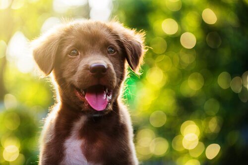 Mooie glimlachende puppy 