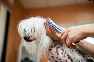 Wanneer moet je het haar van je hond knippen?
