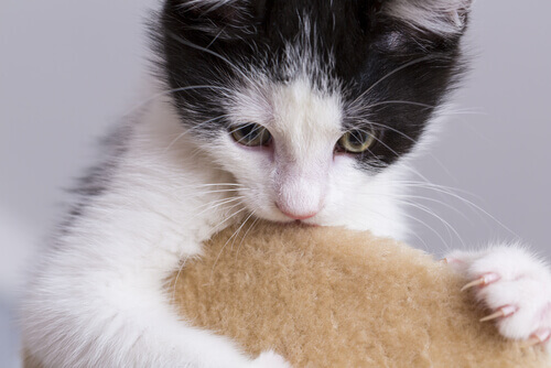 Leer meer over 6 soorten vreemd kattengedrag