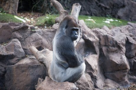Westelijke gorilla die op een rots zit