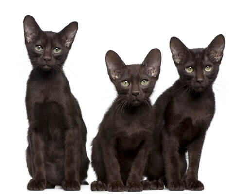 Drie zittende Havana bruine katten 