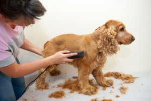 Het haar van je hond knippen: bij een beroepskracht of bij je thuis?
