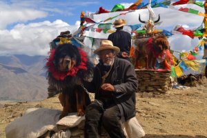 Het trieste verhaal van de duurste hond ter wereld, de Tibetaanse mastiff