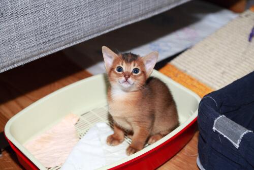 Kitten in een kattenbak