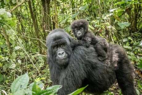 Moeder en babygorilla lopen door de jungle