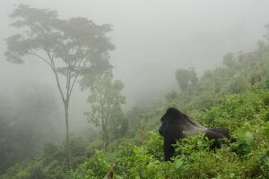 De populatie berggorilla's stijgt tot boven de 1.000