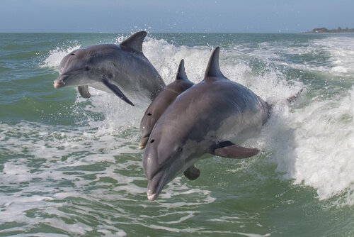Dolfijnen springen in de zee
