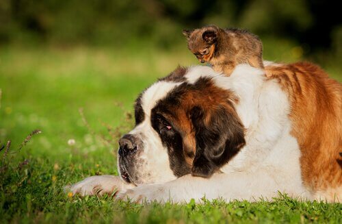 Grote hond met kleine hond op zijn rug