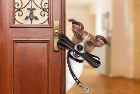 Hond met een riem in zijn bek voor de deur