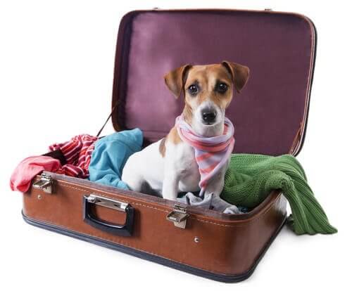 Hondje zit in een bruine koffer