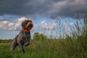 Jachthond in een veld
