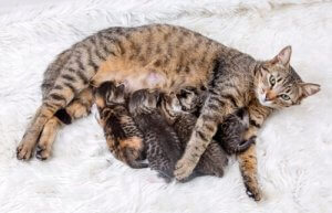 Het belang van geboortebeperking bij katten