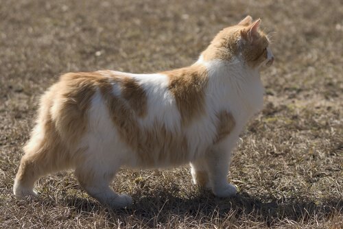 Cymric kat die door een veld loopt
