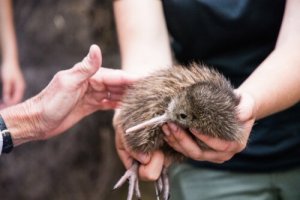 De snipstruis, oftewel de kiwi, is gered van uitsterven