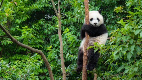 Pandabeer in een boom