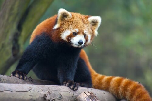 Rode panda op een omgevallen boom