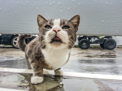 Zieke kat in de regen