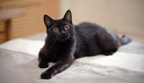 Zwarte kat op bed
