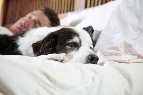 Honden slapen samen met hun baasjes