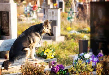 herdershond zit op een begraafplaats